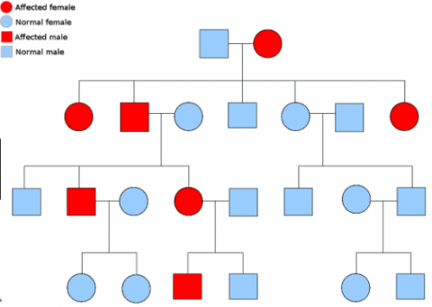 In Autosomal Dominant Inheritance Asp Date